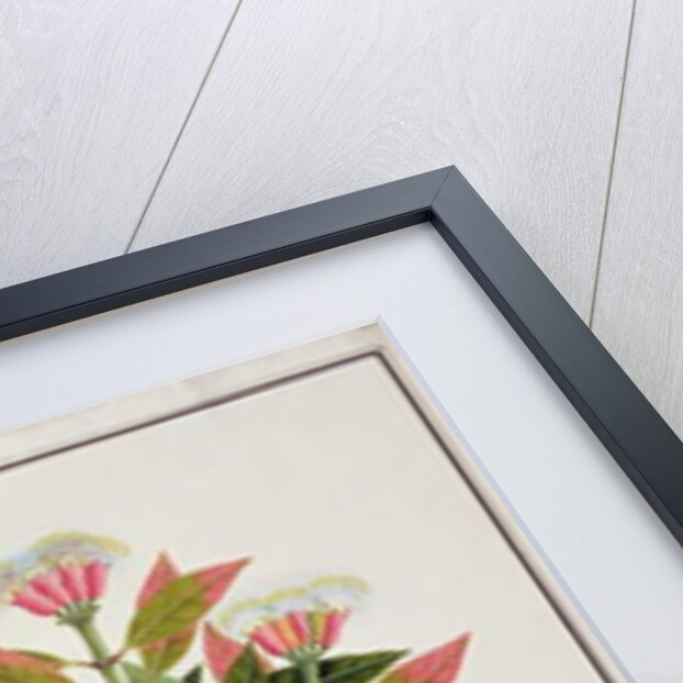 Boongo Chinkie, Eugenia Caryophyllatallen or Clove by School Chinese