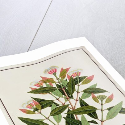 Boongo Chinkie, Eugenia Caryophyllatallen or Clove by School Chinese