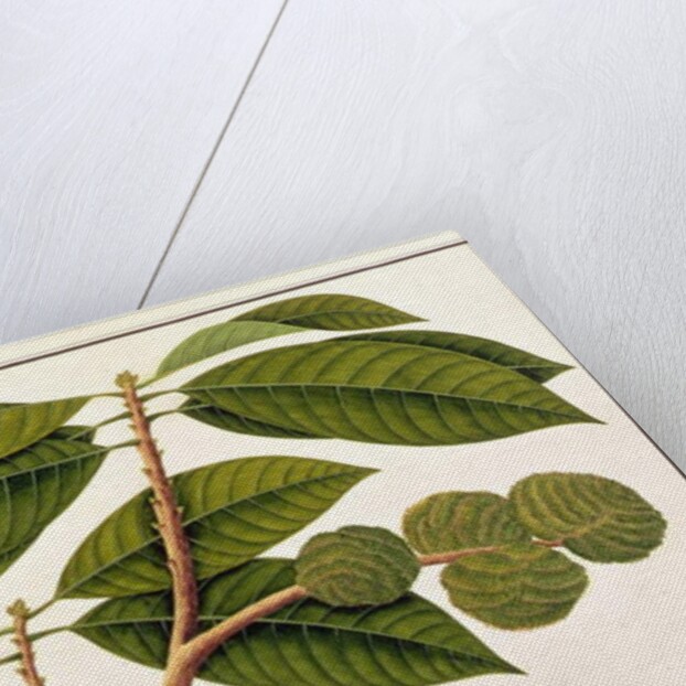 Brangam or Malay Chestnut by School Chinese