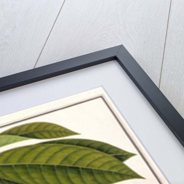 Brangam or Malay Chestnut by School Chinese