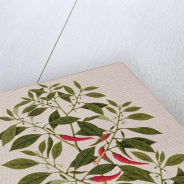Chilly or Capsicum, 'Drawings of Plants from Malacca', c.1805-18 by School Chinese