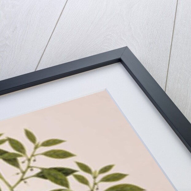 Chilly or Capsicum, 'Drawings of Plants from Malacca', c.1805-18 by School Chinese