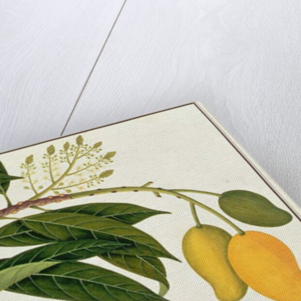 Mango Bodol by School Chinese