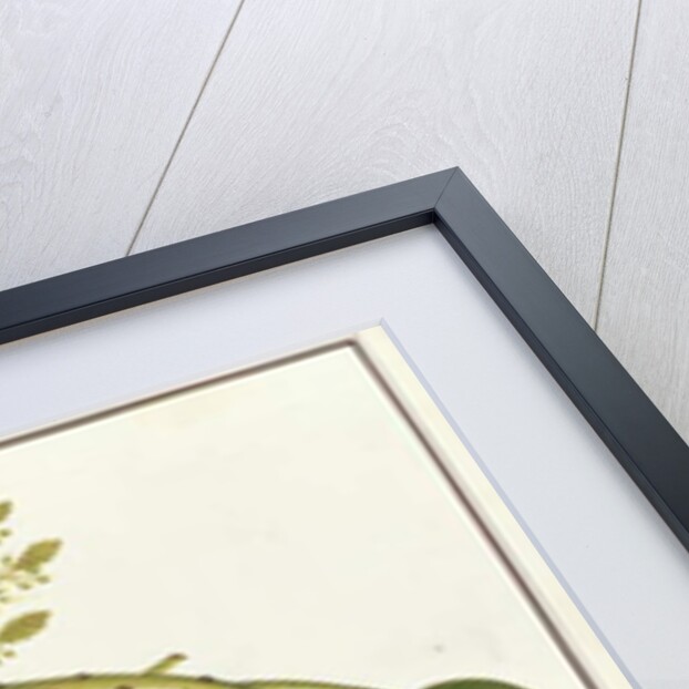 Mango Bodol by School Chinese