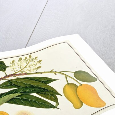 Mango Bodol by School Chinese