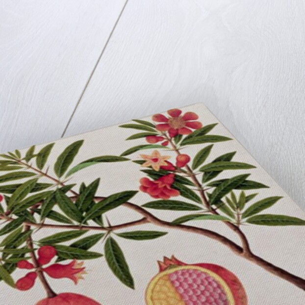 Bua Klitchie or Caesalpinia bonduccella by School Chinese