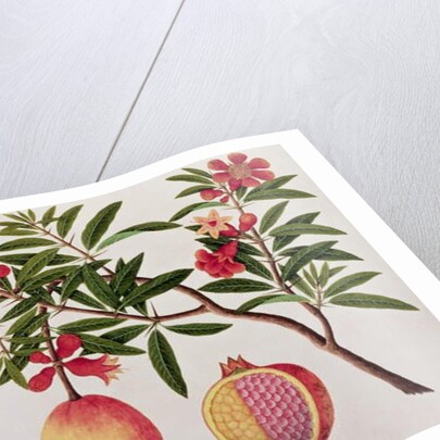 Bua Klitchie or Caesalpinia bonduccella by School Chinese