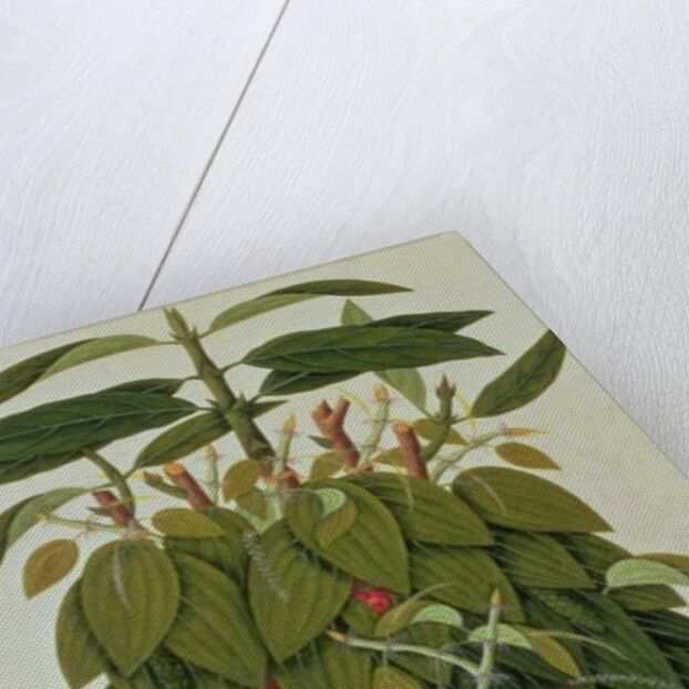 Lava Etam or Black Pepper by School Chinese