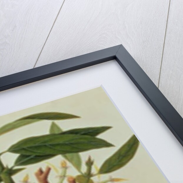 Lava Etam or Black Pepper by School Chinese