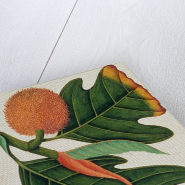 Trab or Artocarpus incesses by School Chinese