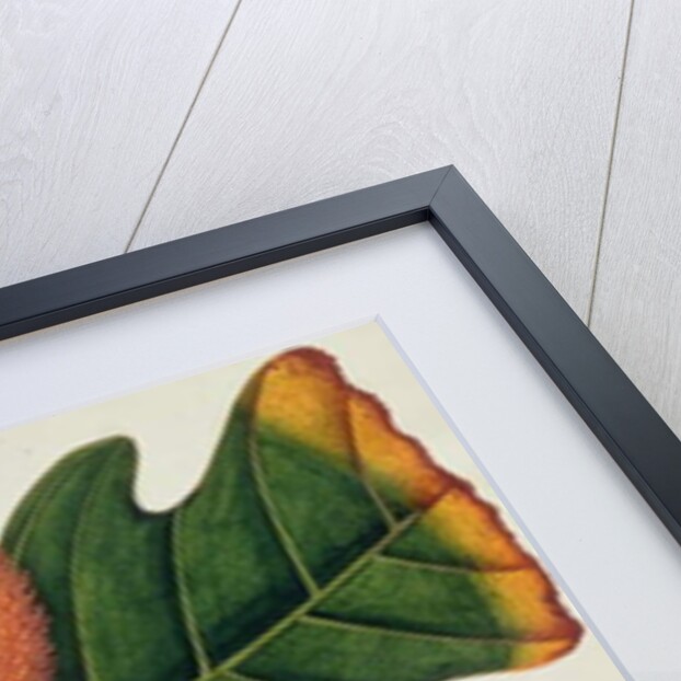 Trab or Artocarpus incesses by School Chinese