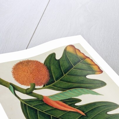 Trab or Artocarpus incesses by School Chinese