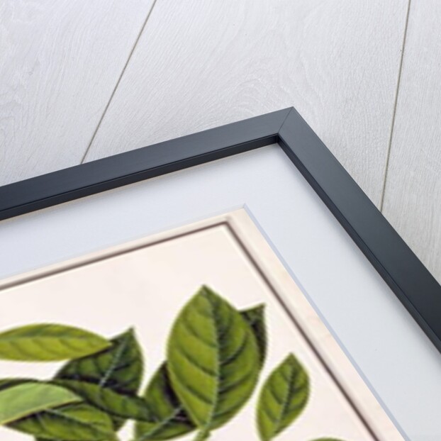 Lemomanies Macao-Macao Oranges by School Chinese