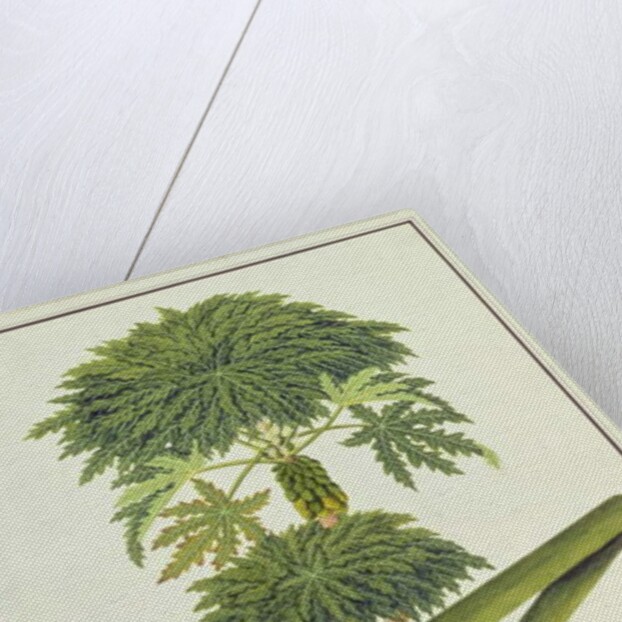 Papaya, The Papau or Caica Papaya by School Chinese