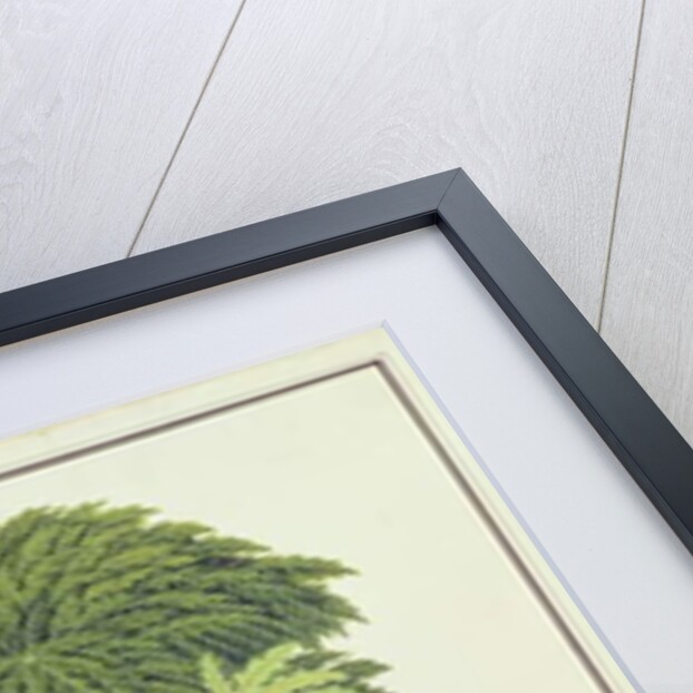 Papaya, The Papau or Caica Papaya by School Chinese