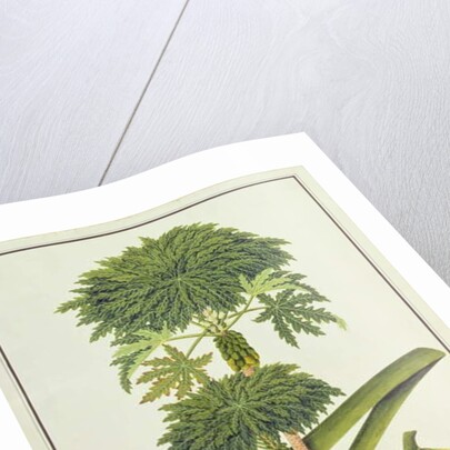 Papaya, The Papau or Caica Papaya by School Chinese