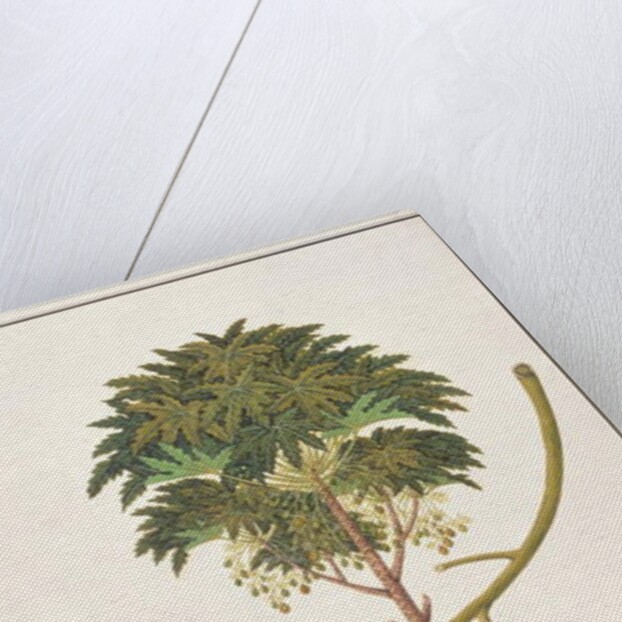 dapai-ah Tambay or Carica by School Chinese