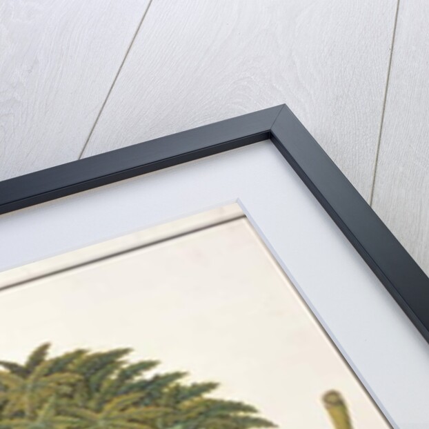 dapai-ah Tambay or Carica by School Chinese