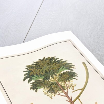 dapai-ah Tambay or Carica by School Chinese