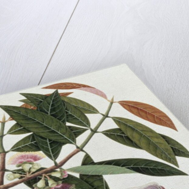 Jamboo Telore mera or Eugenia Malacceusis by School Chinese