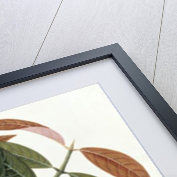 Jamboo Telore mera or Eugenia Malacceusis by School Chinese