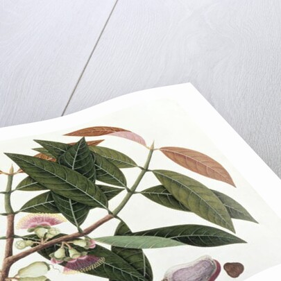 Jamboo Telore mera or Eugenia Malacceusis by School Chinese