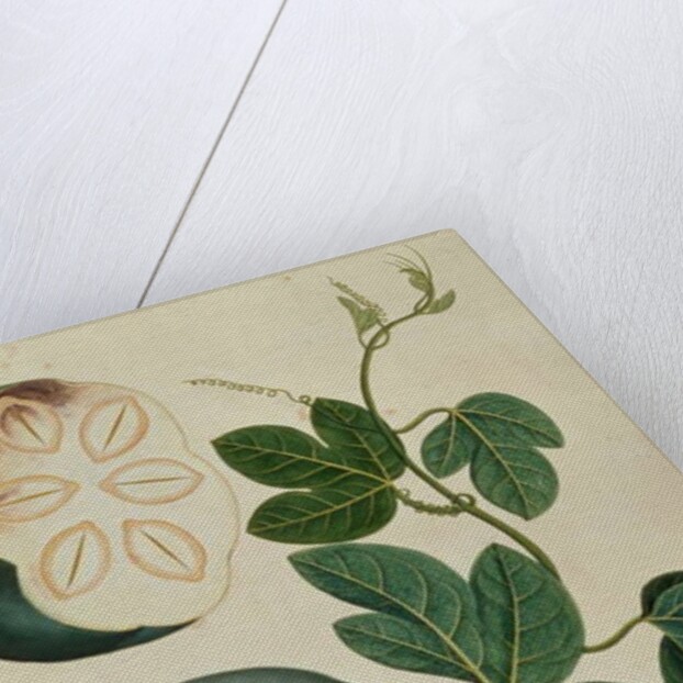 Mendickay or Water Melon by School Chinese