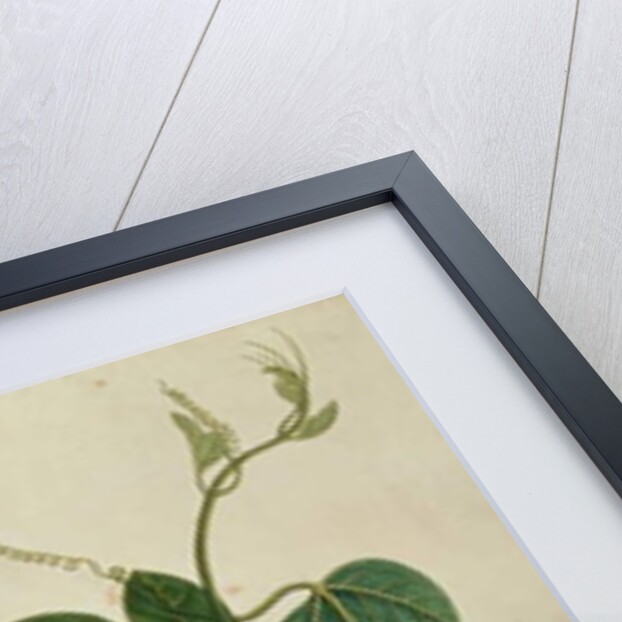 Mendickay or Water Melon by School Chinese