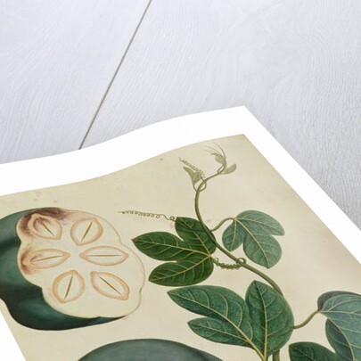 Mendickay or Water Melon by School Chinese