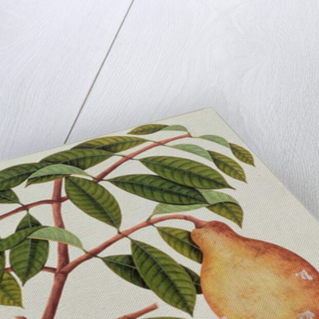 Fruit by School Chinese