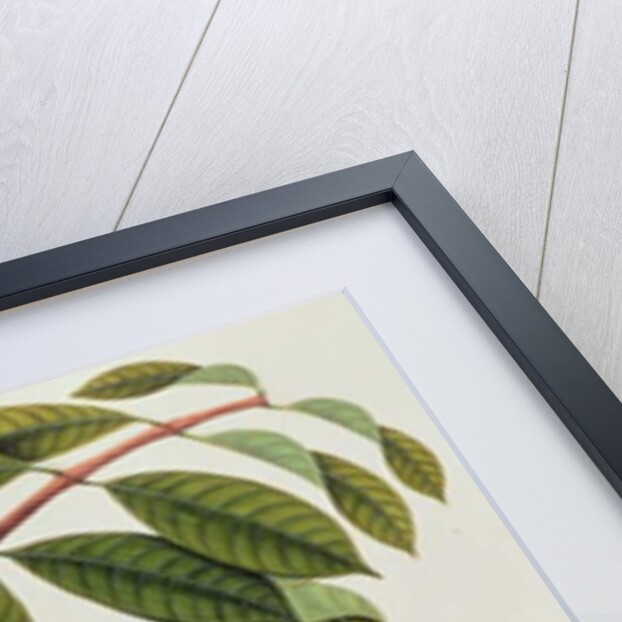 Fruit by School Chinese