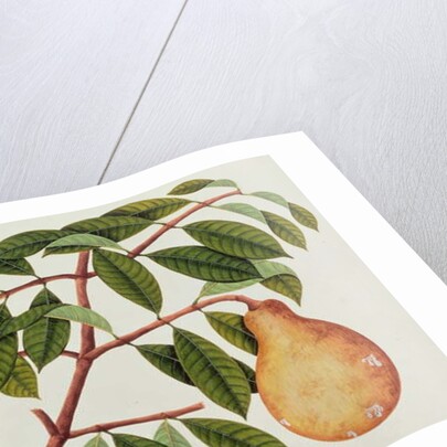 Fruit by School Chinese