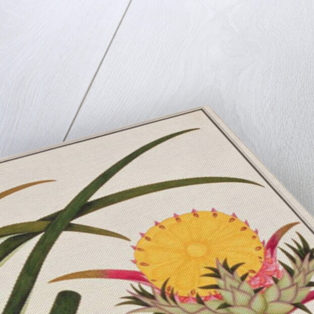 Pineapple or Bromelia by School Chinese