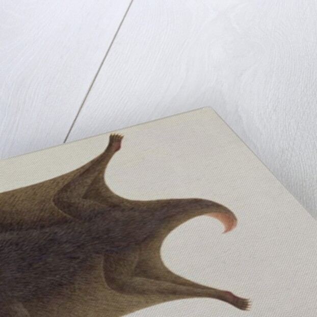 Koolong Lemur, Macanee by School Chinese