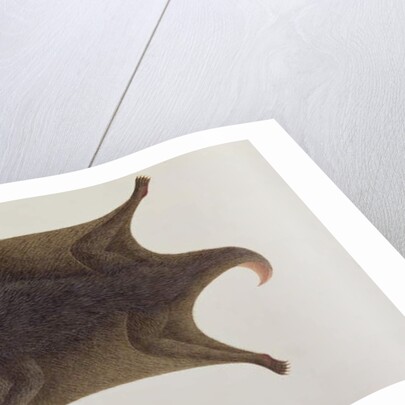 Koolong Lemur, Macanee by School Chinese