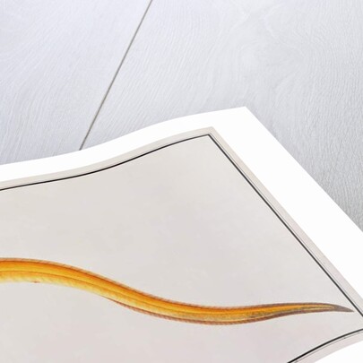 Malong by School Chinese