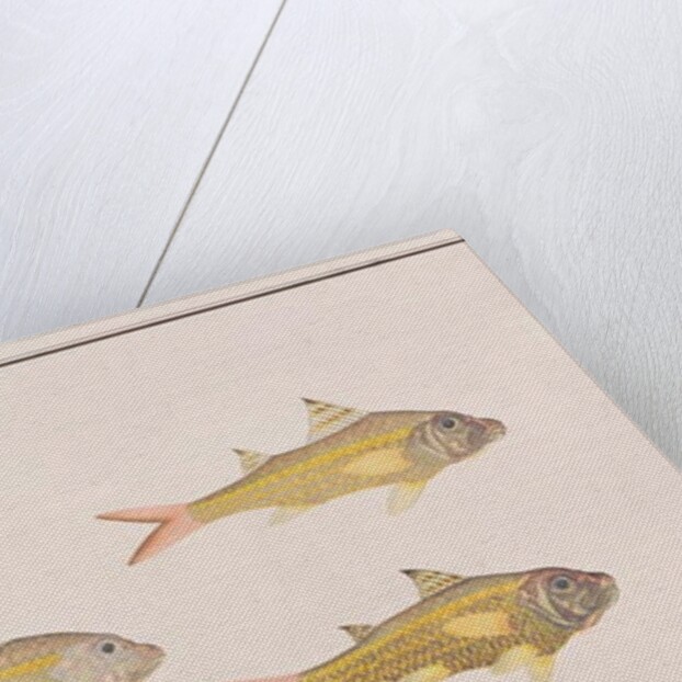 Goatfish by School Chinese