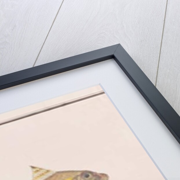 Goatfish by School Chinese