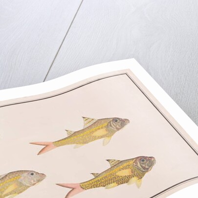 Goatfish by School Chinese