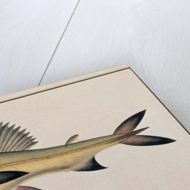 Bombay Duck by School Chinese