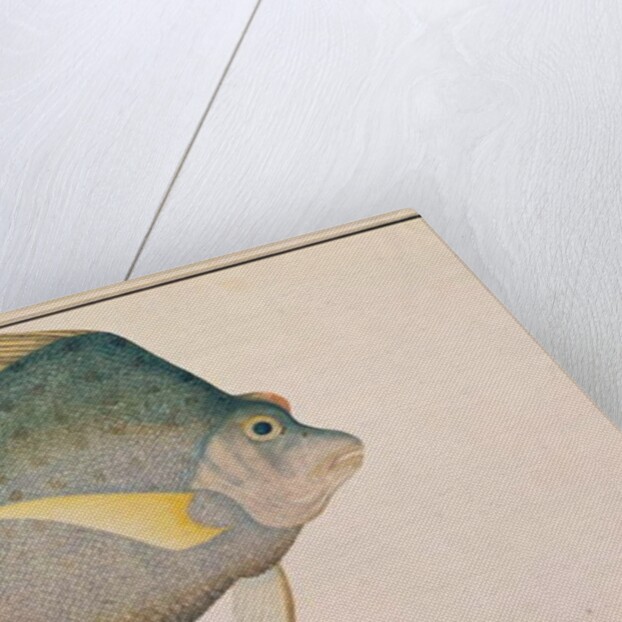 Spotted Sicklefish by School Chinese