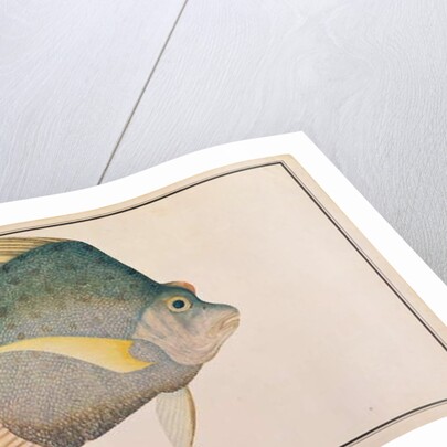 Spotted Sicklefish by School Chinese