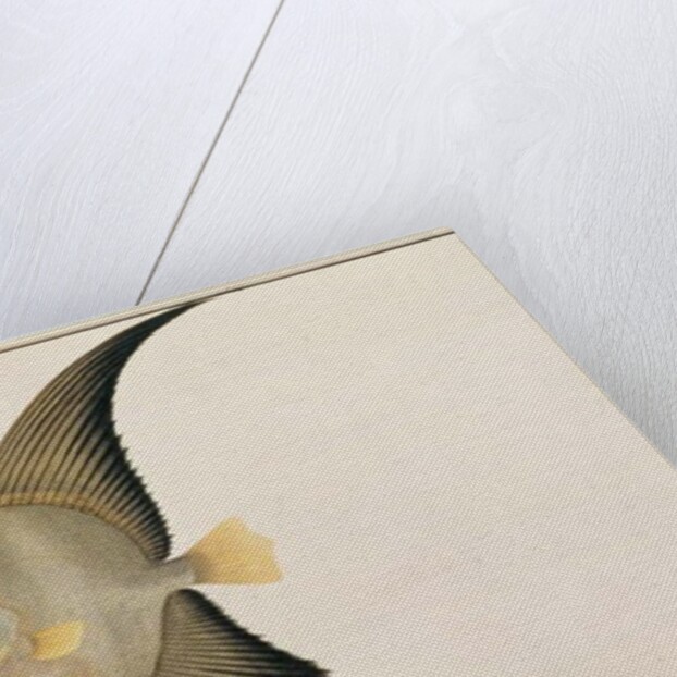 Long-finned Batfish by School Chinese