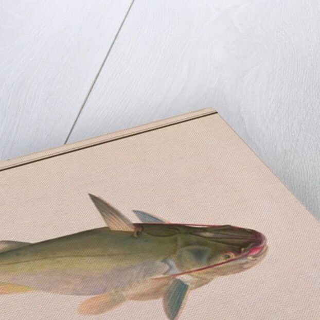 Soldier Catfish by School Chinese