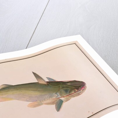 Soldier Catfish by School Chinese