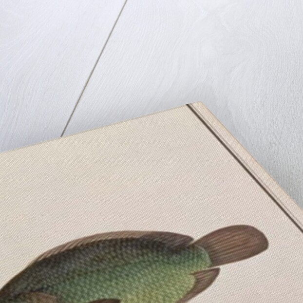 Climbing Perch by School Chinese