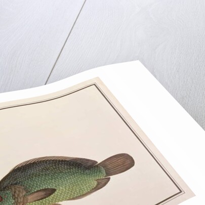 Climbing Perch by School Chinese