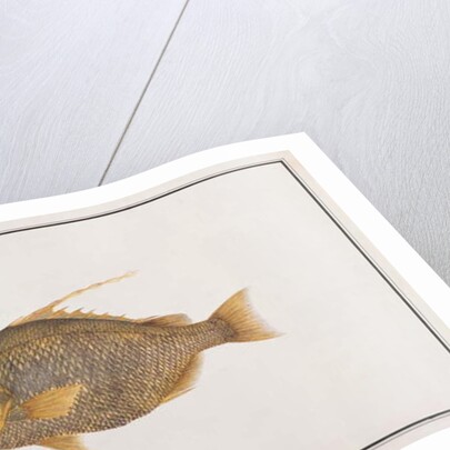 Spadefish by School Chinese