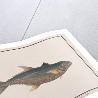 Indo-Pacific King Mackerel by School Chinese