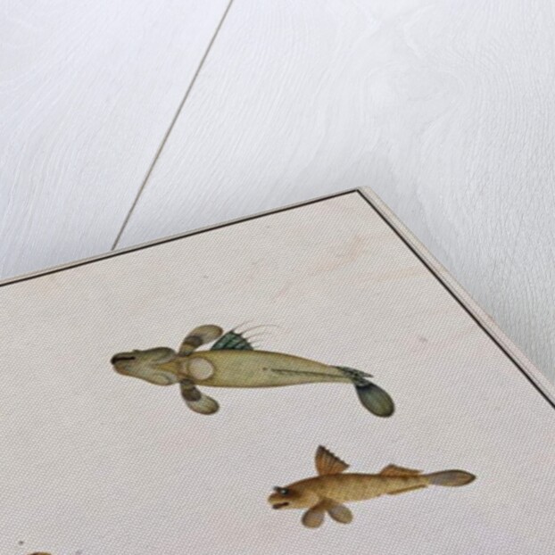 Mud Fish, Bloodo chiena, Bloodo La-ore by School Chinese